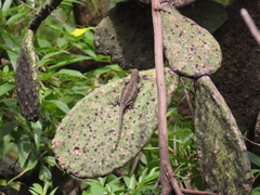 Sceloporus grammicus