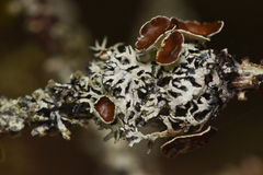 Hypogymnia lophyrea
