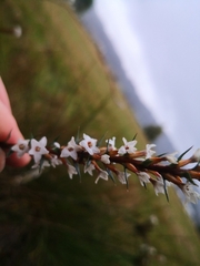 Epacris lanuginosa