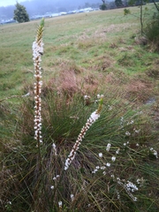 Epacris lanuginosa