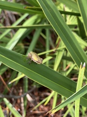 Hyla