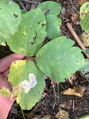 Cameraria guttifinitella