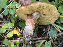 Suillus flavidus
