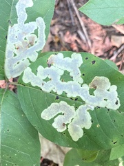 Cameraria guttifinitella
