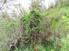 Passiflora subpeltata