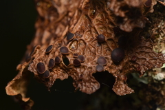 Lobaria anthraspis