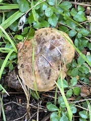 Suillus flavidus