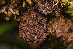 Lobaria anthraspis