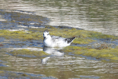 Phalaropus fulicarius