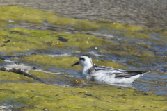 Phalaropus fulicarius