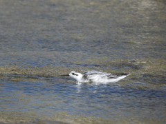 Phalaropus fulicarius