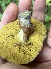 Suillus flavidus