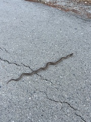 Pituophis catenifer catenifer