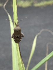 Acanthocoris sordidus