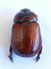 Oxygrylius ruginasus