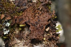 Lobaria anthraspis
