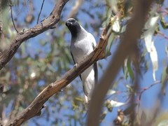 Coracina novaehollandiae