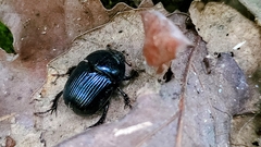 Geotrupes balyi