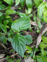 Dicliptera chinensis