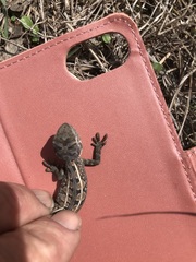 Diporiphora australis