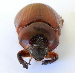 Oxygrylius ruginasus