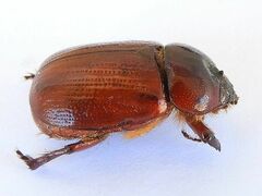 Oxygrylius ruginasus