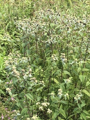 Pycnanthemum muticum