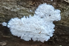 Radulomyces copelandii