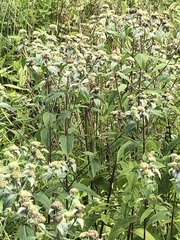 Pycnanthemum muticum