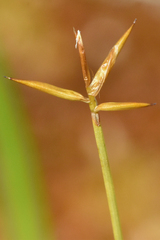 Carex pauciflora