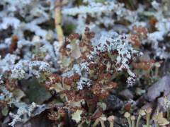Cladonia verticillata