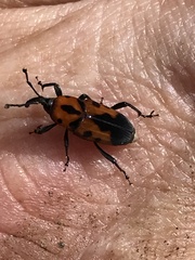 Rhodobaenus quinquepunctatus