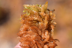 Sphagnum austinii