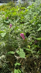 Ipomoea cordatotriloba