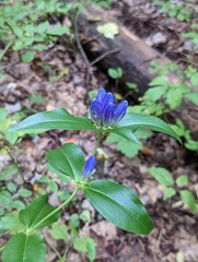 Gentiana clausa