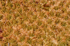 Sphagnum austinii
