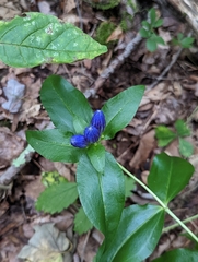 Gentiana clausa