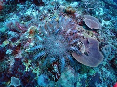 Acanthaster