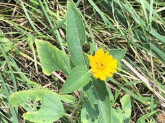 Melampodium divaricatum