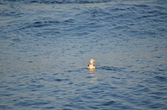 Larus californicus