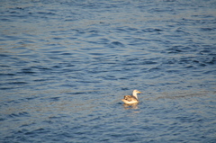 Larus californicus
