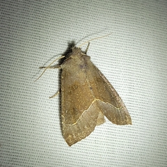 Papaipema nebris
