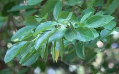 Maclura tricuspidata