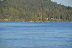 Phocoena phocoena