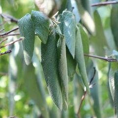 Viburnum rhytidophyllum