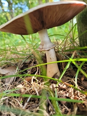 Agaricus sylvicola