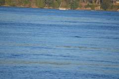Phocoena phocoena