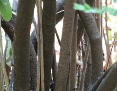 Viburnum rhytidophyllum