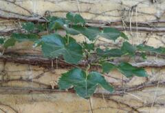 Ampelopsis cordata