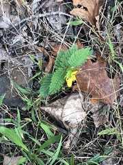 Chamaecrista fasciculata